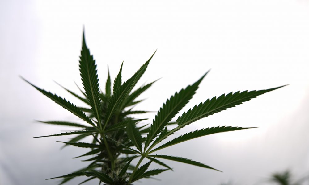 GOP Senator Says Marijuana Is A ‘Gateway Drug,’ And Legalization Is A ‘Pro-Criminal,