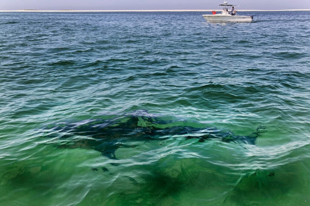 Analysis | Between sharks and shocks: Answering Trump’s unanswered question