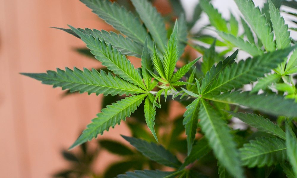 Florida Senator Who Previously Chaired State Republican Party Endorses Marijuana