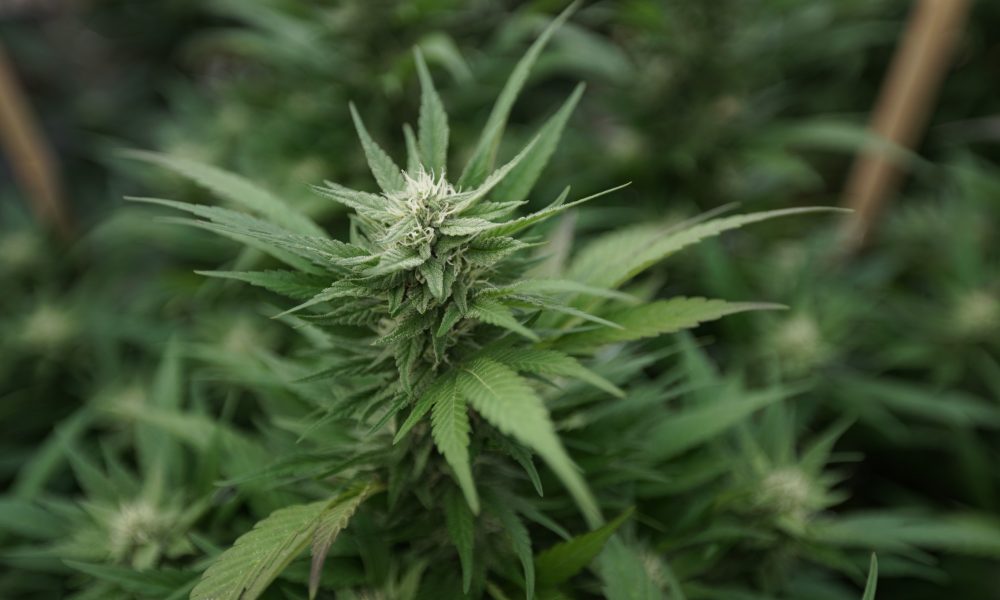 GOP Senators Claim Marijuana Is A ‘Gateway Drug’ As They Oppose Rescheduling And